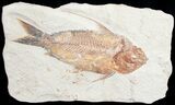 Beautiful Orange Nematonotus Fossil Fish - #9472-1